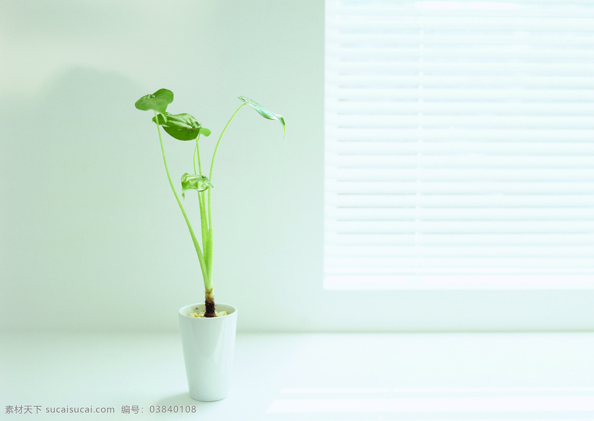 家居 盆栽 花卉 高清