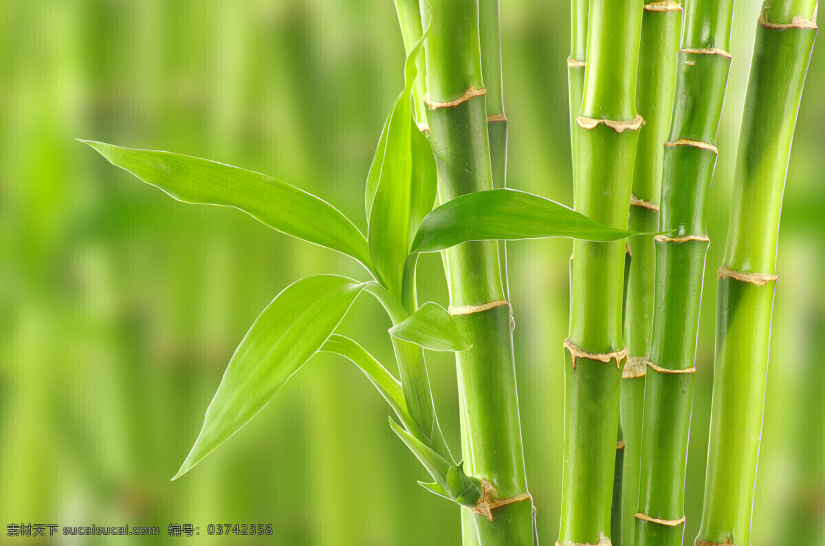 富贵竹 背景 竹子背景 绿竹背景 背景边框 花草树木 生物世界