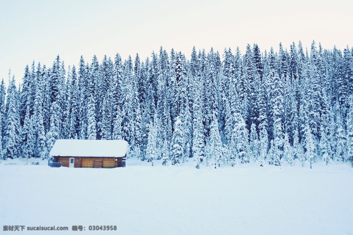 雪山 中 树林 房子 雪 树木 森林 自然景观 山水风景