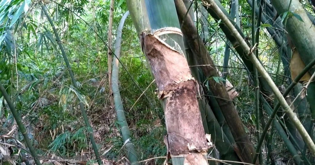 大竹子短片 竹 竹子 大竹子 青皮竹子 广宁青皮竹子 视频短片 多媒体 实拍视频 动物植物 mp4