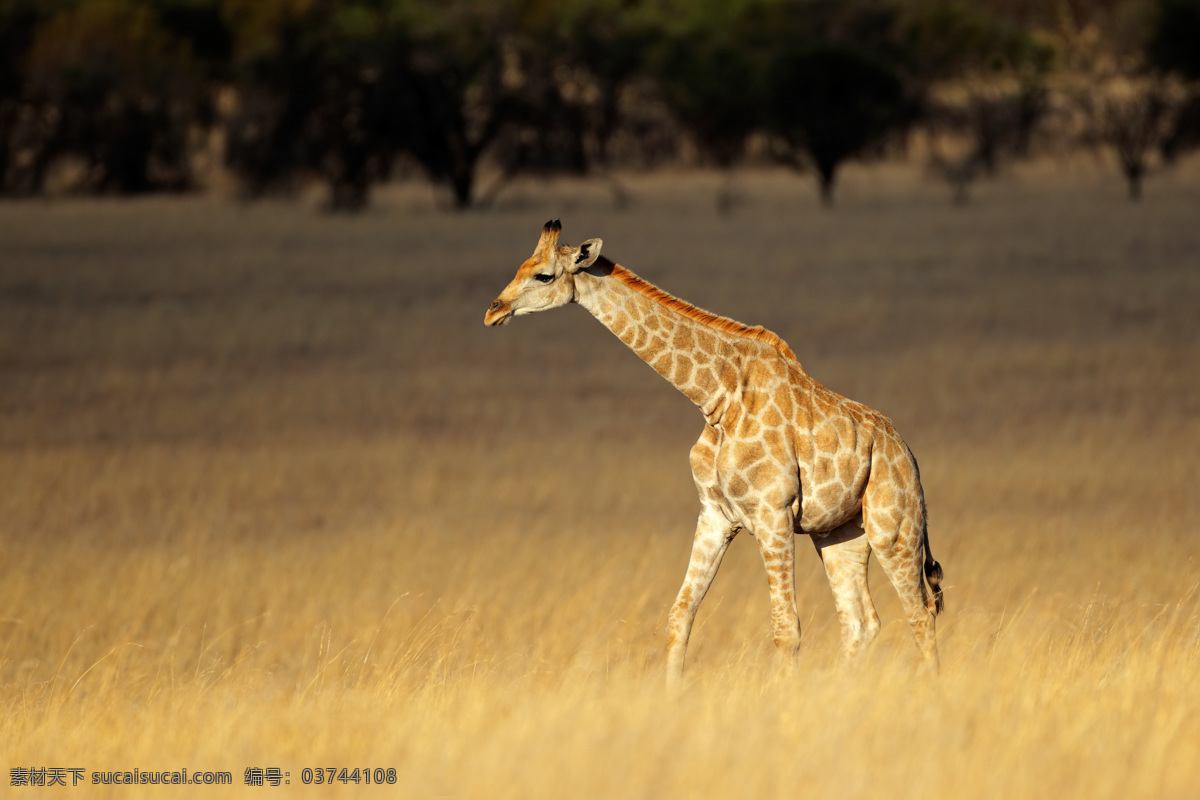 非洲 草原 上 长颈鹿 动物世界 动物摄影 非洲草原动物 陆地动物 生物世界 黑色