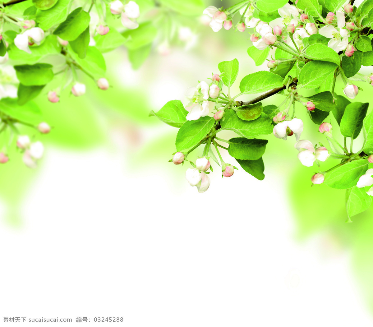 绿意 绿色 背景 清爽 春意 鲜花 背景底纹 底纹边框