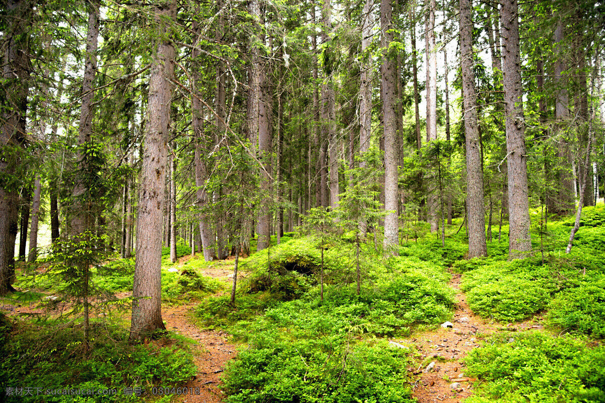 绿 草 笔直 树林 绿草 笔直的树林 树木 美景 山水风景 风景图片