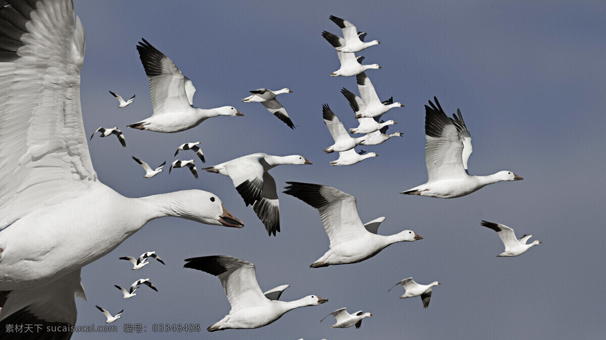 动物摄影图 动物世界 生物世界 大雁 飞翔的雁群 蓝天 图片专辑 鸟类