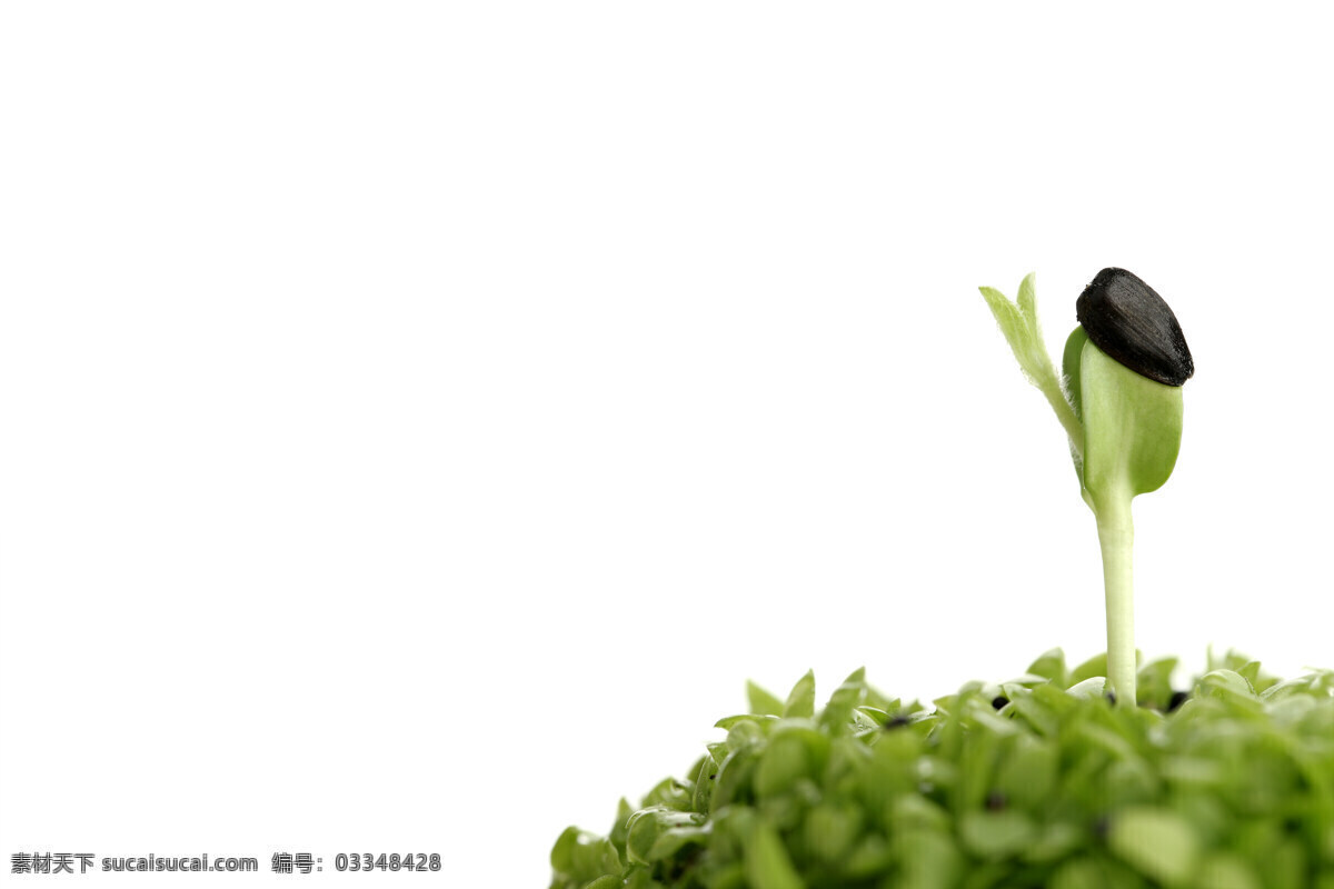 幼苗 植物 豆瓣图片素材 绿色 发芽 萌芽 豆芽 豆瓣 成长 生长 生命力 绿色植物 实用素材 高清图片 花草树木 生物世界