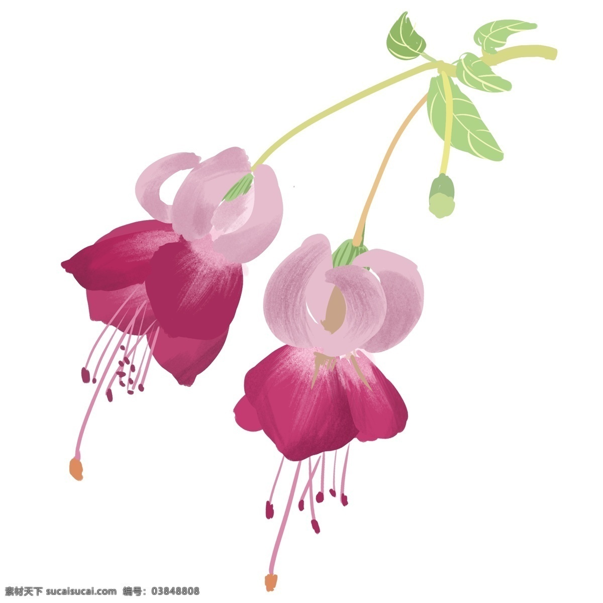 中国画 小清 新手 绘 花卉 装饰 手绘 装饰素材 写意 小清新 国画 绿植 植物 花朵 粉色的花 春天