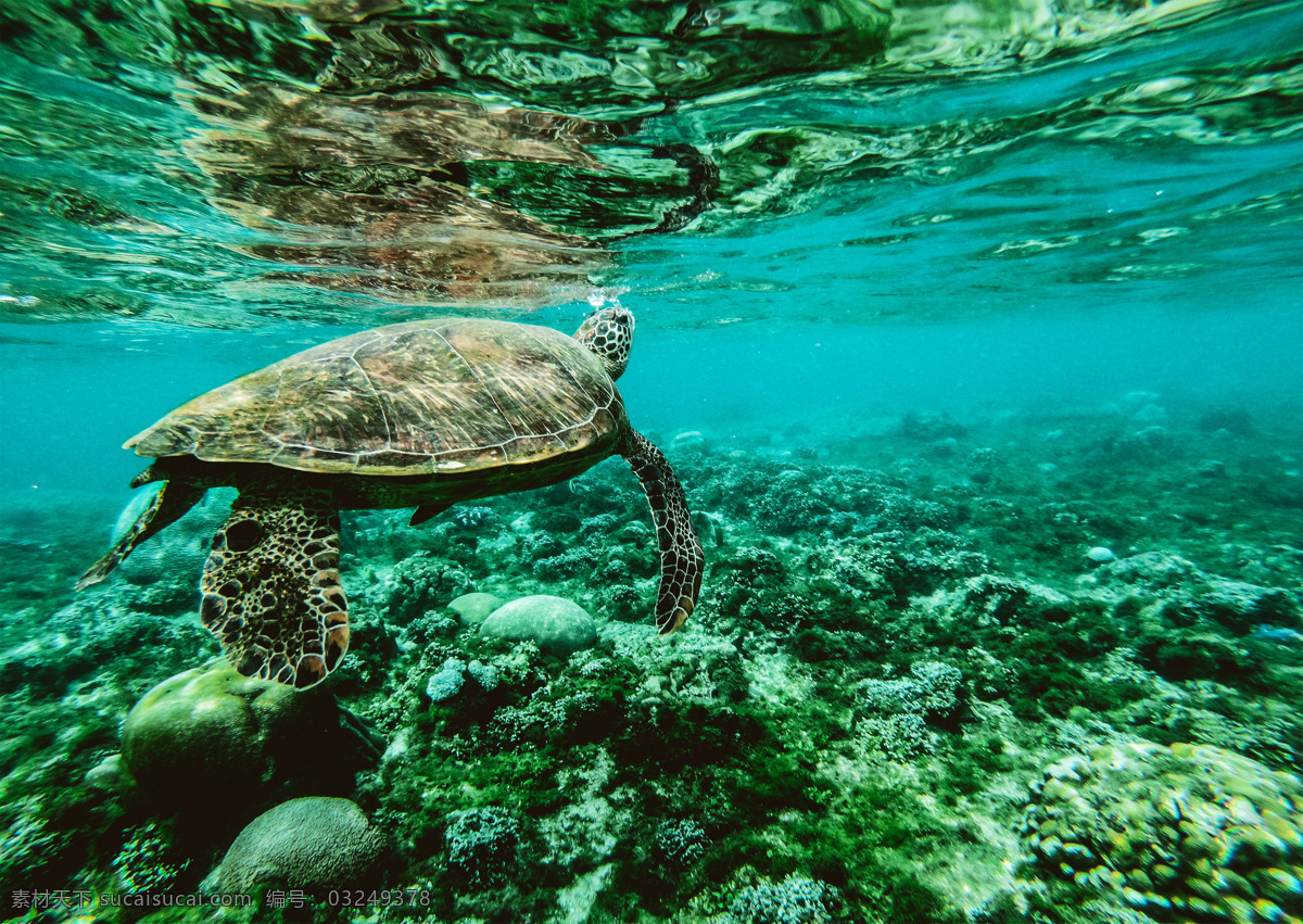 乌龟 水下 动物 水龟 海龟 游泳 龟