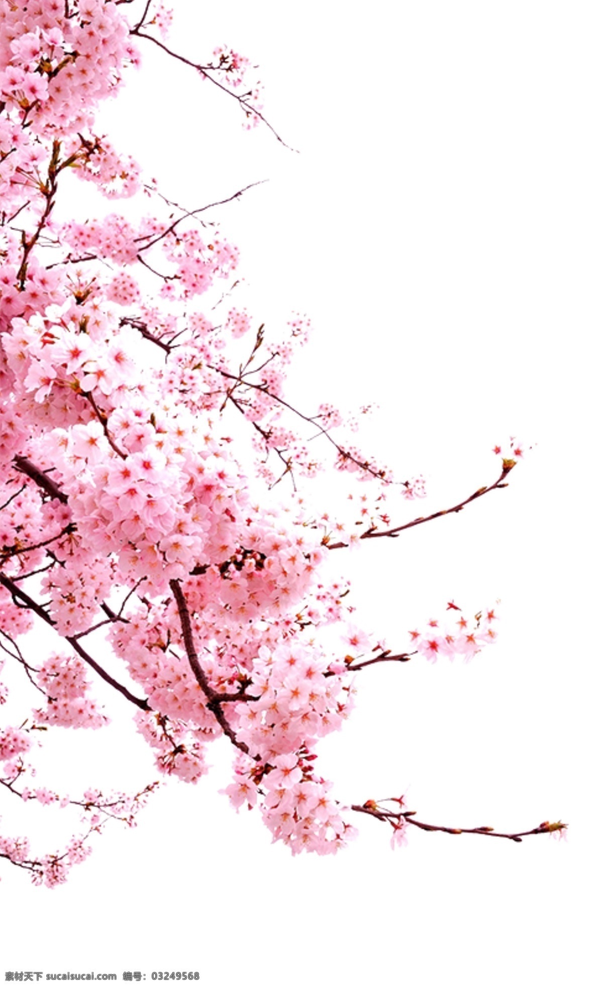 手绘桃花 国画桃花 桃花国画 水墨画桃花 梅花 花枝 中国风