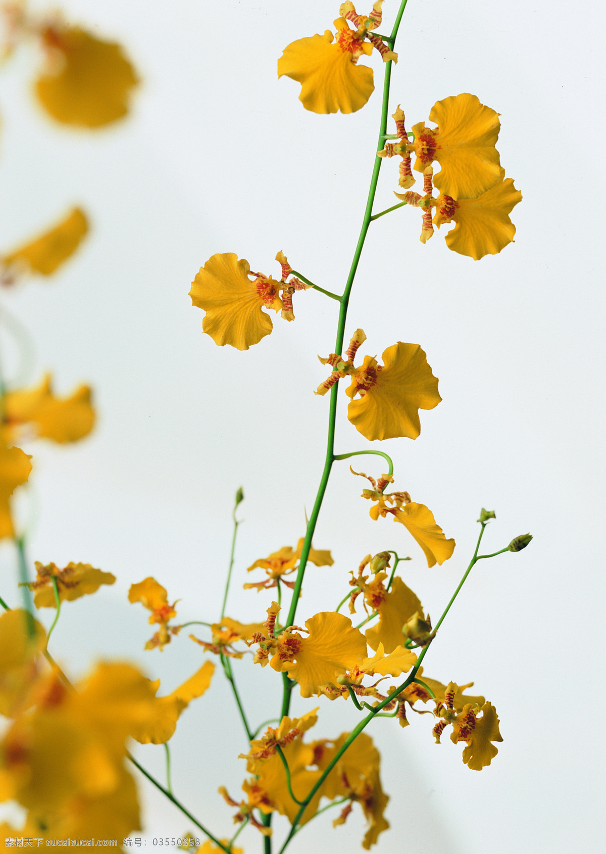 花艺 摆设 花 花卉 鲜花 花艺摆设