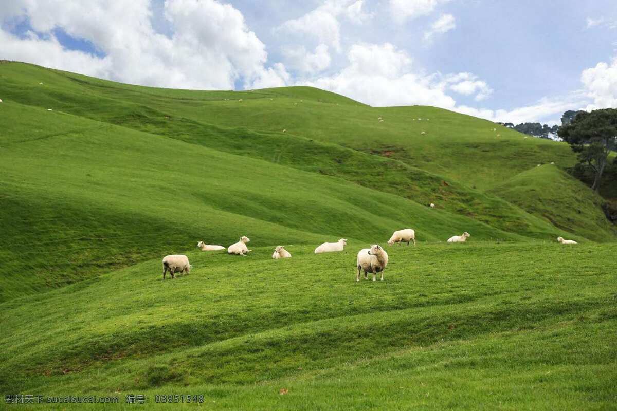 牧场 蓝天 白云 山坡 绿树 绿地 草地 羊群 新西兰风光 旅游摄影 国外旅游 自然景观 自然风景