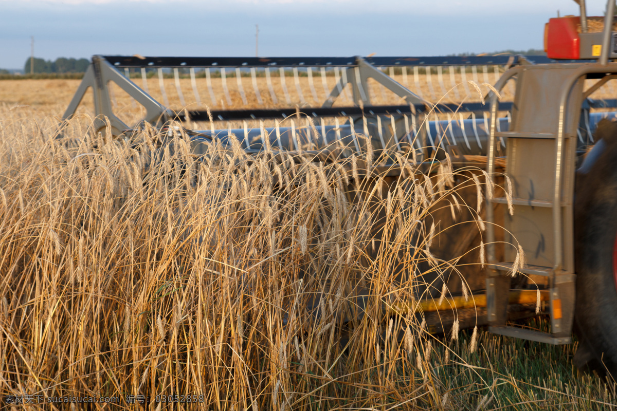 麦子 收割机 麦田 小麦 秋收 秋天麦田风景 农业生产 现代科技