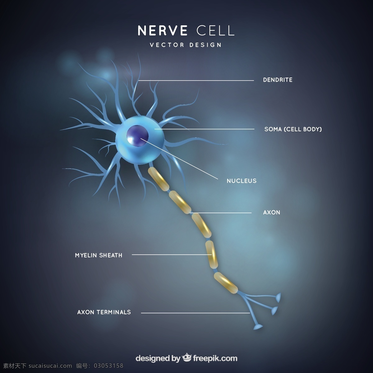 神经元插图 医学 科学 人类 化学 插图 生物学 分子 显微镜 电池 配件 神经元 微生物学 生理学 神经