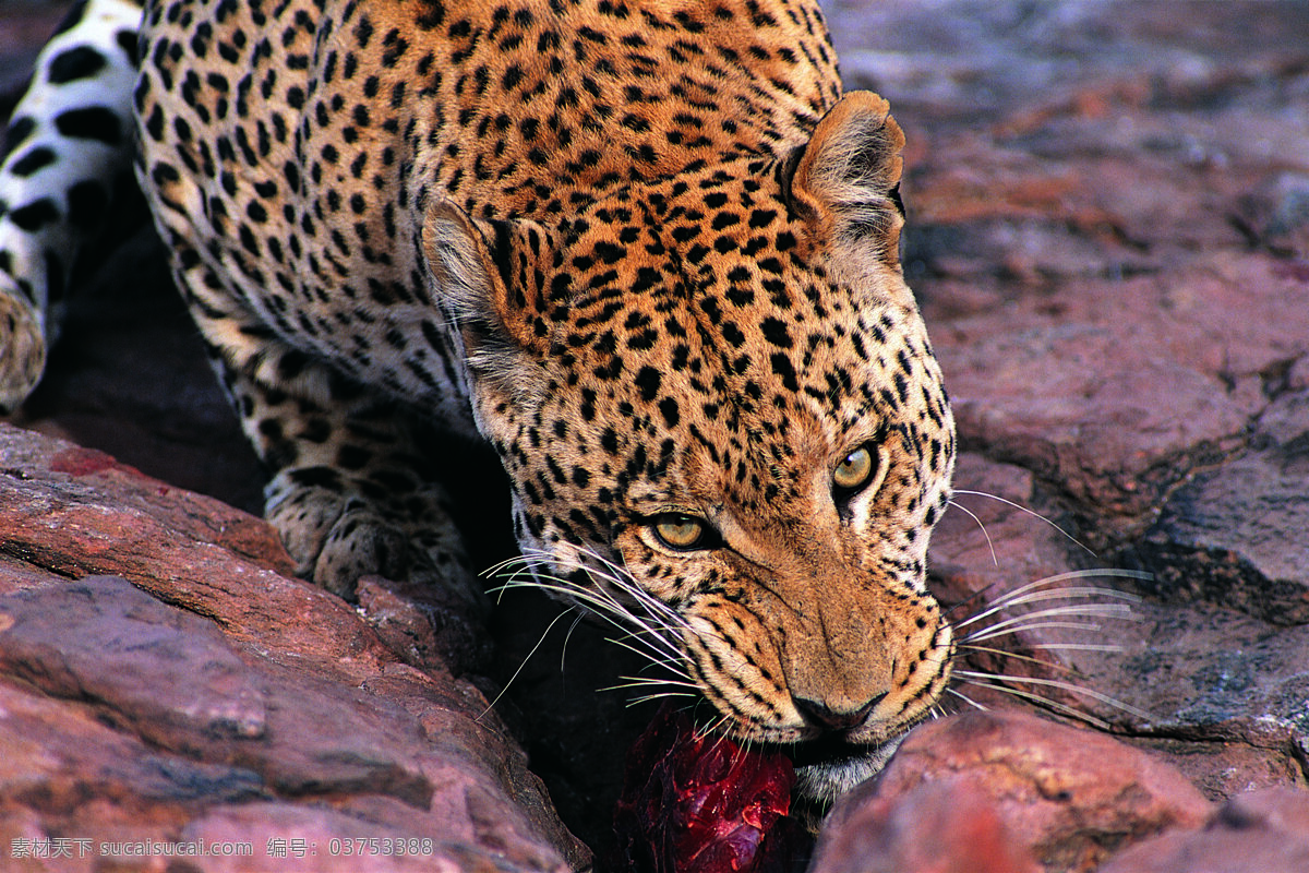 吃肉的豹子 野生动物 动物世界 豹子 猎豹 金钱豹 吃肉 摄影图 陆地动物 生物世界 黑色