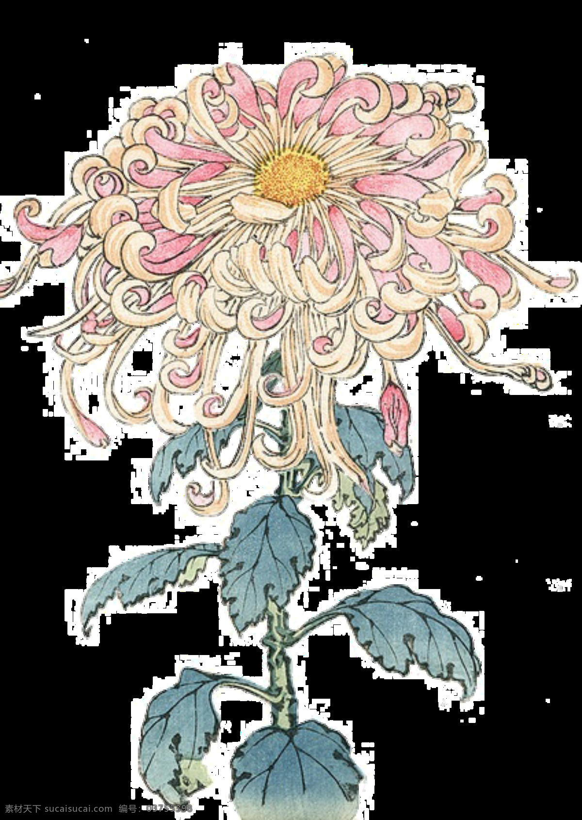 粉色 清新 手绘 菊花 装饰 元素 粉色花朵 黄色花蕊 蓝绿色叶子 植物 装饰元素