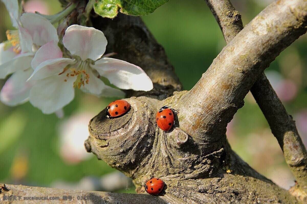 瓢虫 苹果花 树木