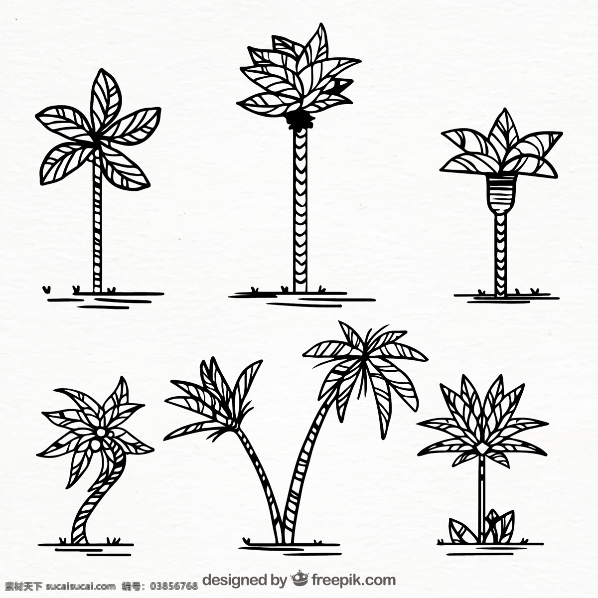 套 手绘 棕榈树 树 一方面 夏天 叶 自然 热带植物 图 环境 棕榈 画 棕榈叶 粗略 草图