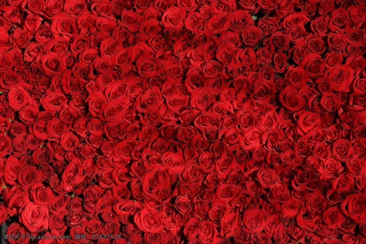 玫瑰花墙 玫瑰 鲜花 红色 情人节 玫瑰壁纸 花墙 浪漫 海洋 礼物 惊喜 动植物 生物世界 花草