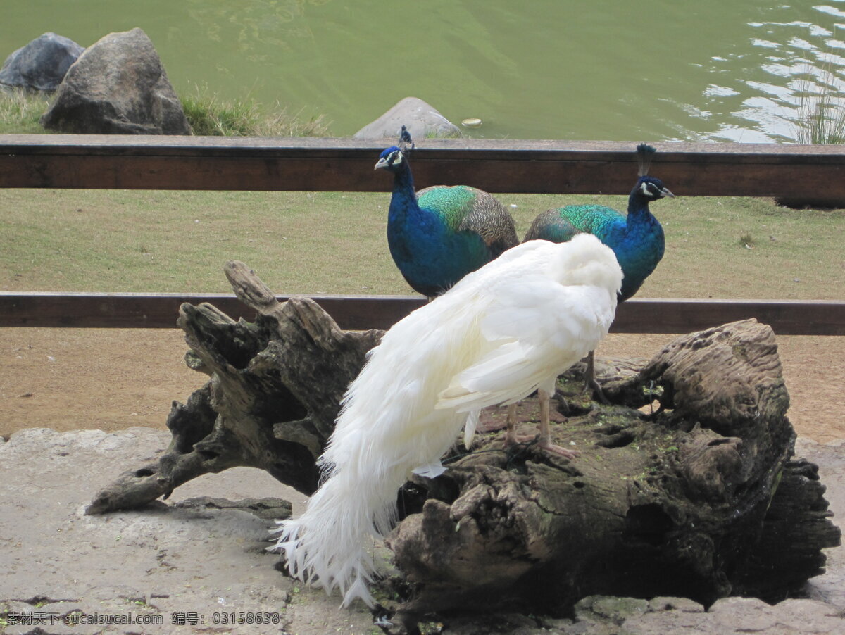 西双版纳 白 孔雀 白孔雀 绿孔雀 树桩 池塘 鸟类 生物世界