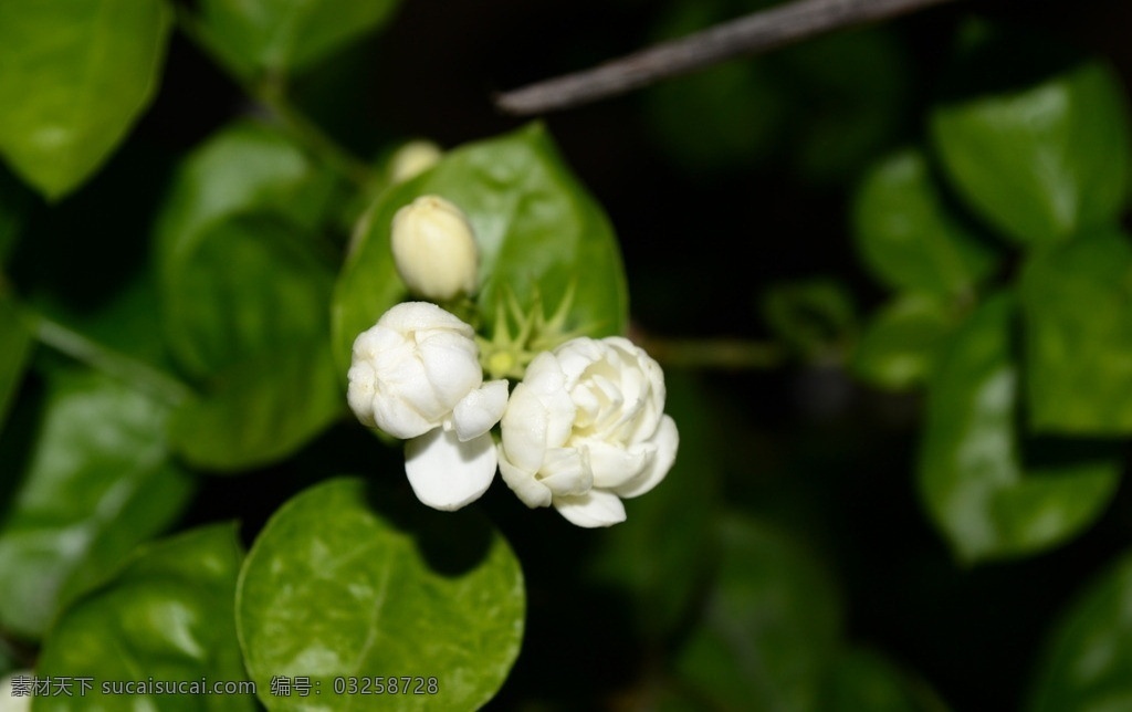 茉莉花 黑夜 绿叶 白色 绿色 花草 生物世界