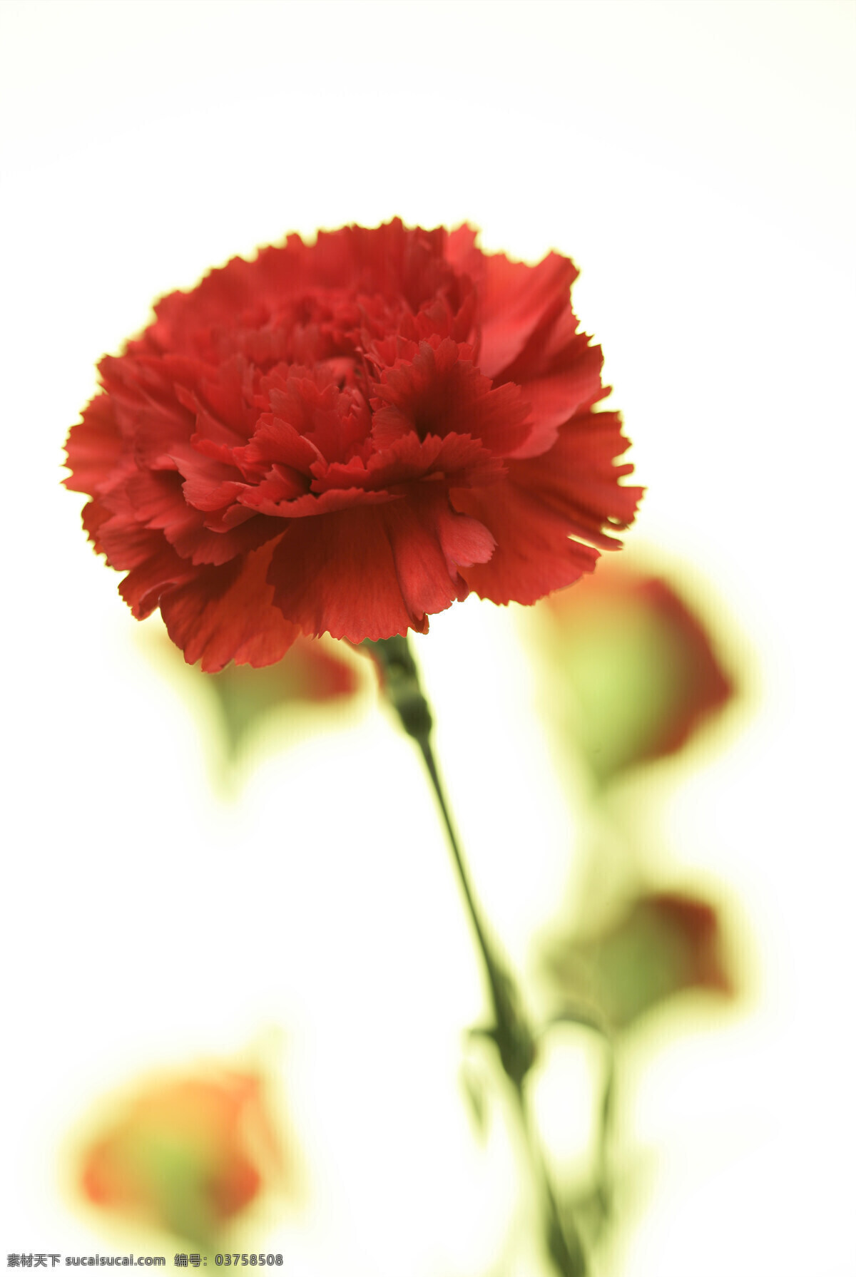 红色康乃馨 康乃馨 红色花朵 红色鲜花 唯美花朵 浪漫鲜花 高清图片