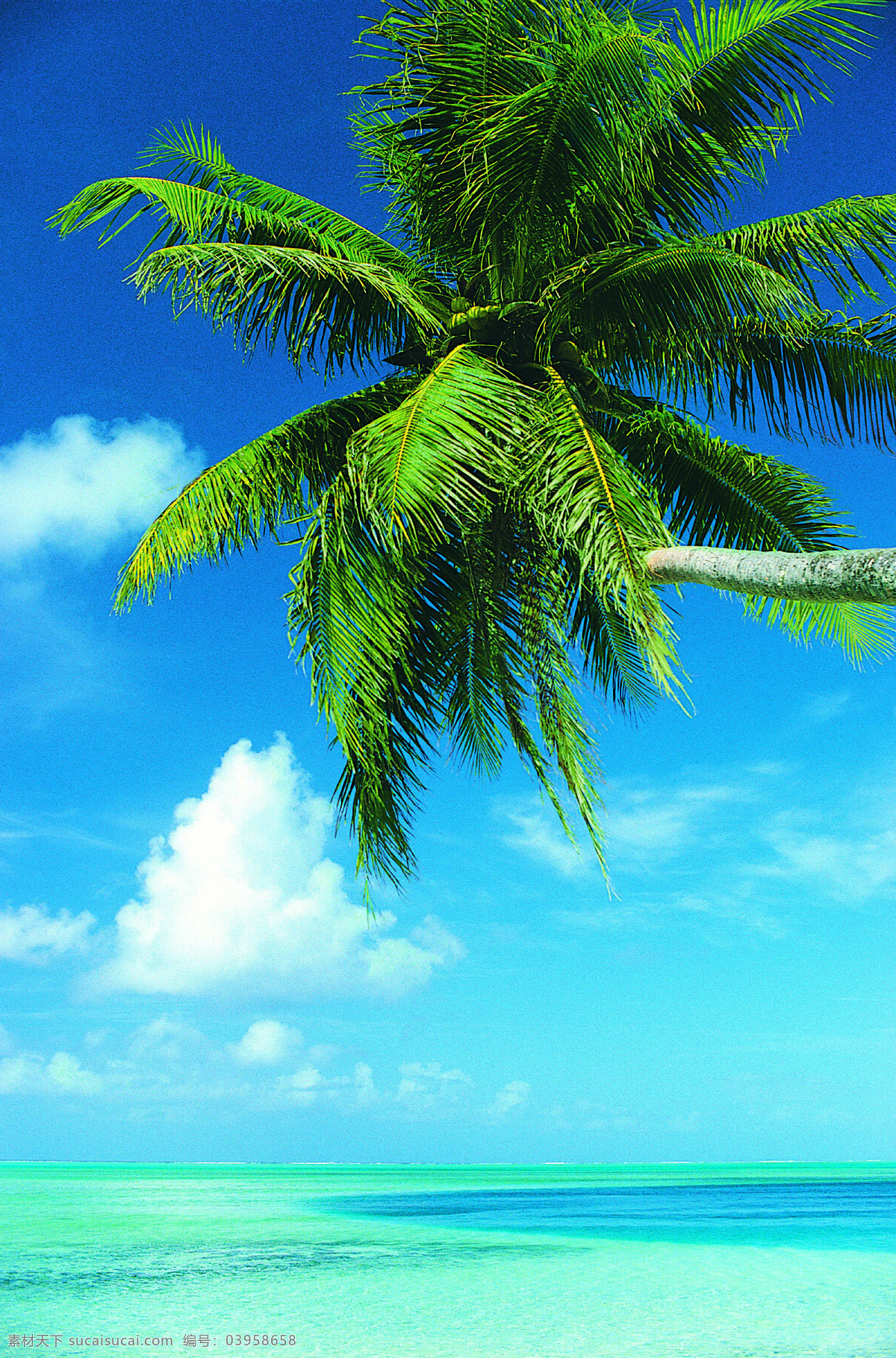 椰风海韵 椰子树 海边 海滩 三亚 海南 海南三亚 大海 碧海蓝天 蓝色背景 沙滩 海澜 自然风景 旅游摄影