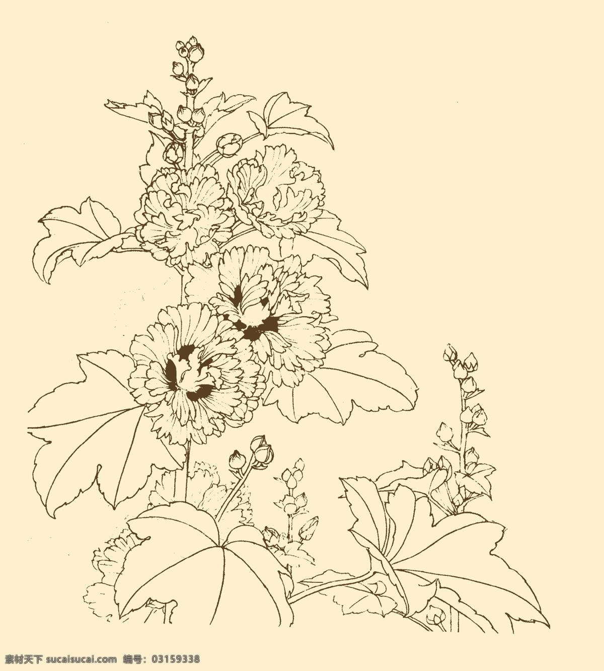 白描花卉 白描 花卉 线描 线画 线稿 中国画 国画 花草 分层 源文件