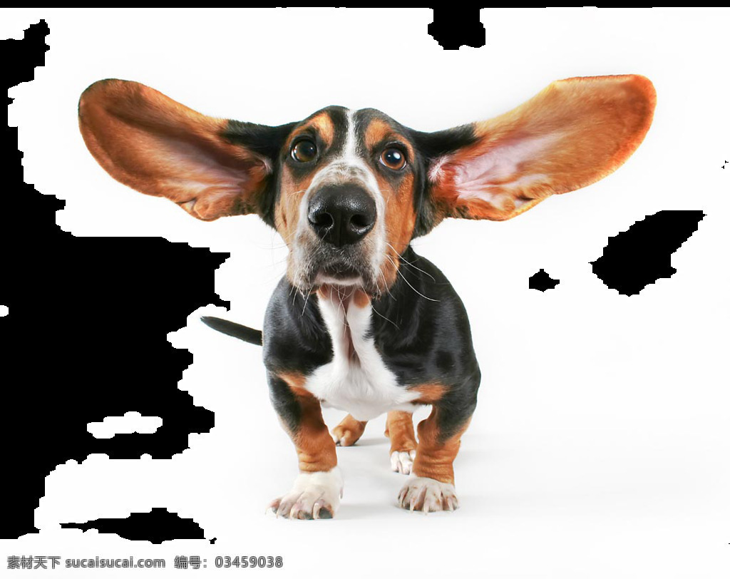 可爱 特别 长耳朵 深色 宠物狗 产品 实物 产品实物 生肖狗 小狗