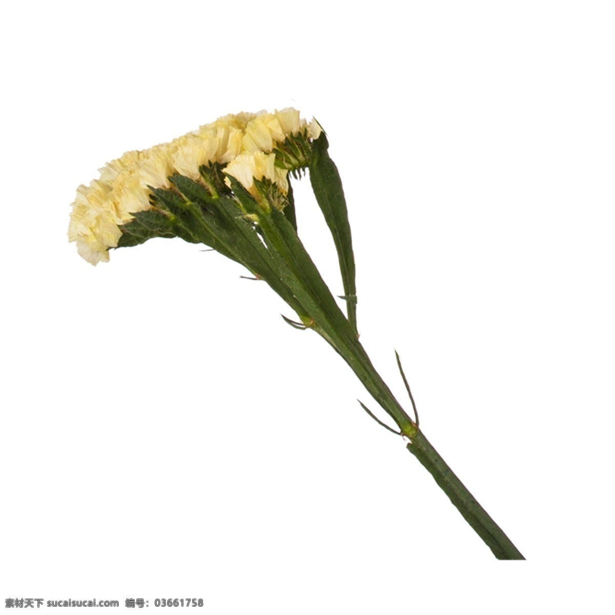黄色 大自然 野花 元素 开花 花朵 纹理 绽放 保护 环境 景色 生长 香气 叶子 保护环境 可爱 盛开