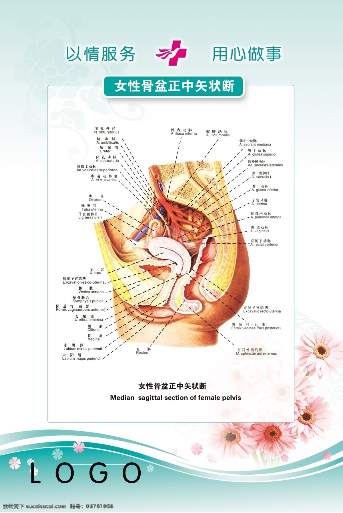 医院 展板 妇科 广告设计模板 女性 医院展板 源文件 展板模板 生殖 平面图 生殖平面图 psd源文件