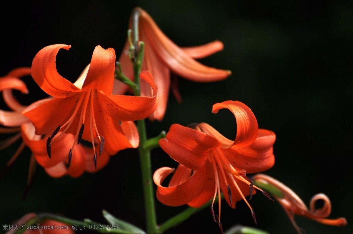 高清 唯美 野 百合花 花卉 花朵 花草 鲜花