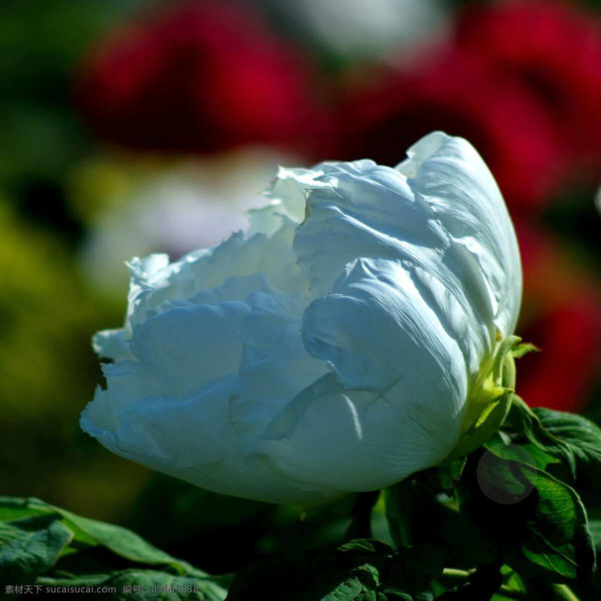 白色 牡丹花 高清 花朵 花卉 花瓣 花
