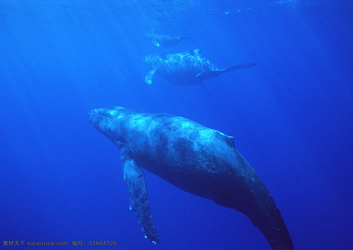 海洋动物 鲸 鱼 海中鲸 蓝色