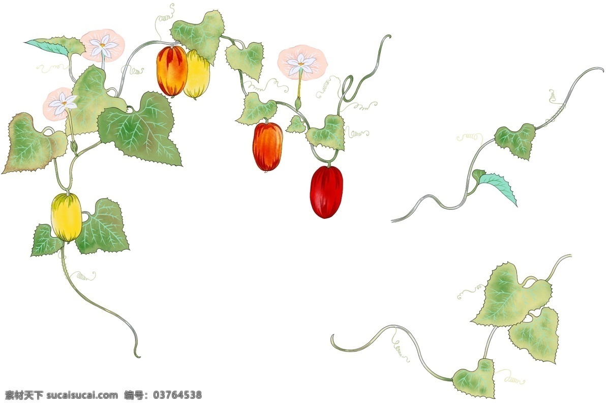 手绘牵牛花 牵牛花 手绘素材 高清图库 藤本植物 夏季开花