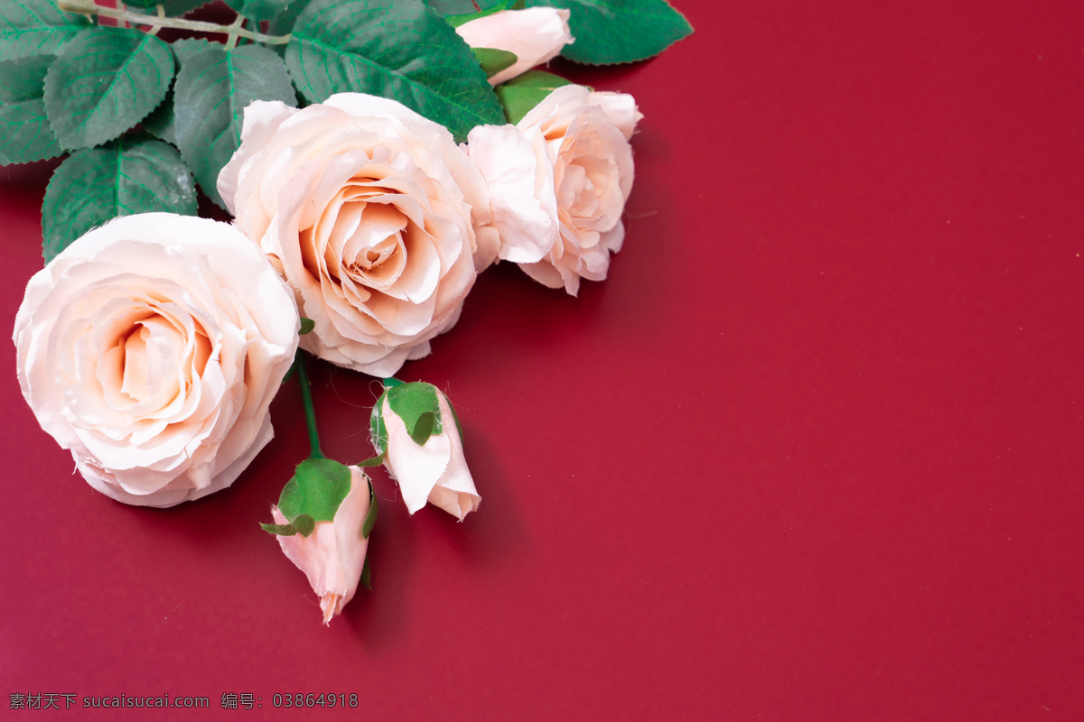 精美 玫瑰花 花朵 情人节图案 摄影图 实物摄影 生活百科 生活素材