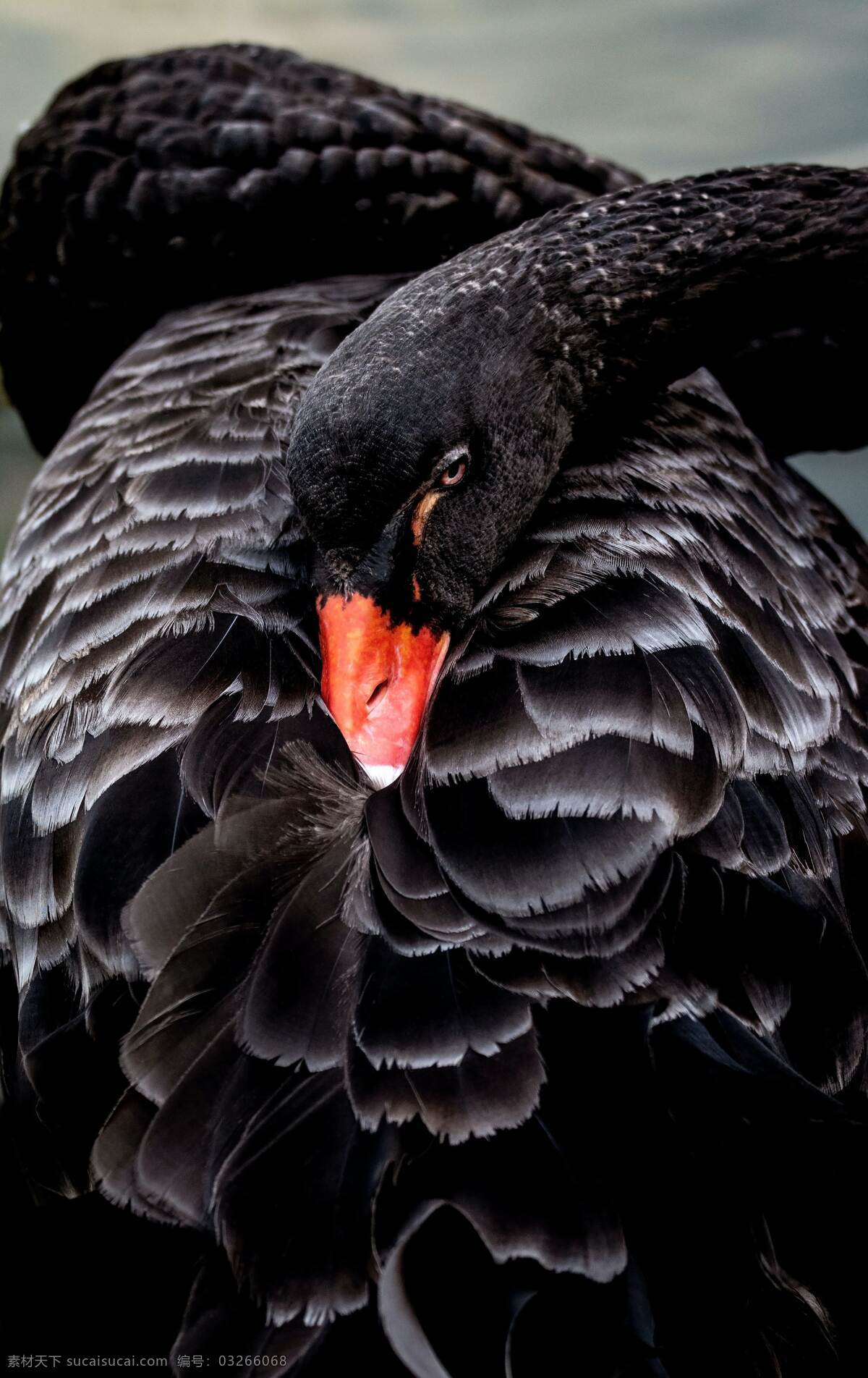 黑天鹅 黑色 天鹅 黑色羽毛 黑色天鹅 红嘴 生物世界 野生动物