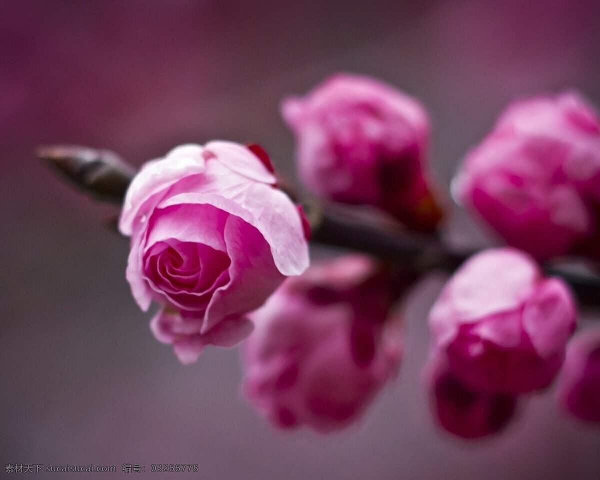 花蕾 粉色 意境 高清 壁纸 花草 生物世界
