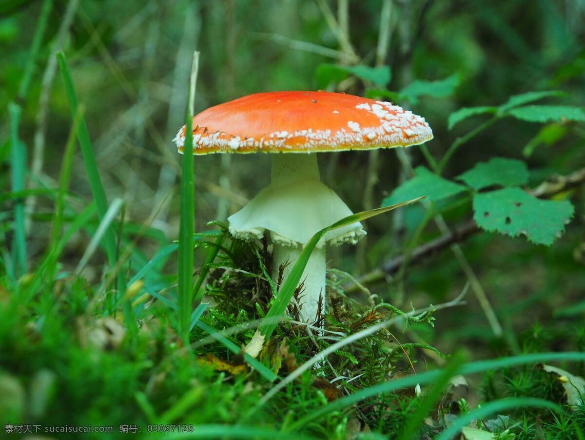 蘑菇图片 蘑菇 伞菇 野生菌 食用菌 菌类 口菇 香菇 野外 森林 美味 动物 生物世界 蔬菜