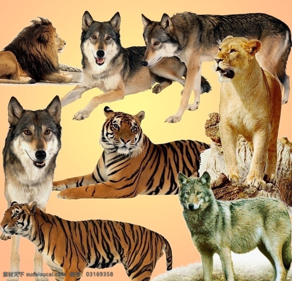 动物素材 虎 狼 豹 东北虎 非洲豹 狮子 动物世界 分层 源文件