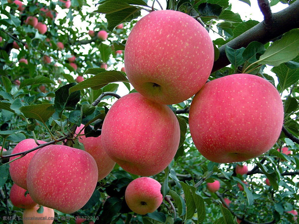 红富士苹果 红富士 苹果 红色 绿叶 水果 生物世界