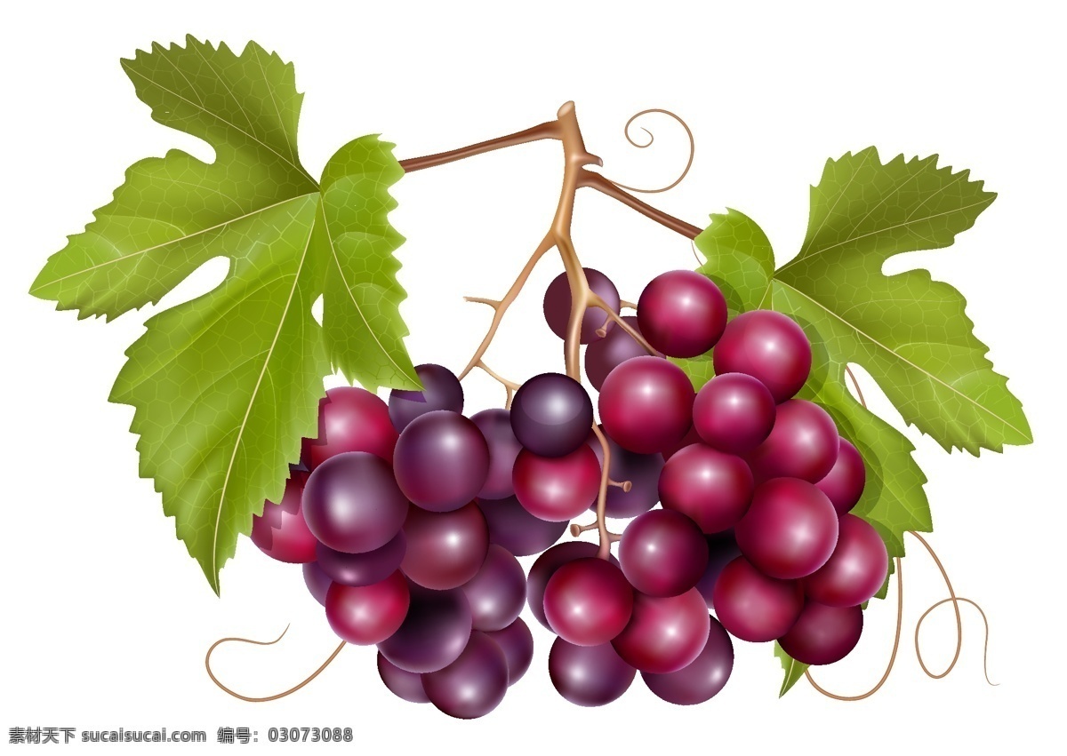 精美 葡萄 矢量 果蔬 葡萄酒 葡萄叶子 食品 矢量图 水果 植物 其他矢量图