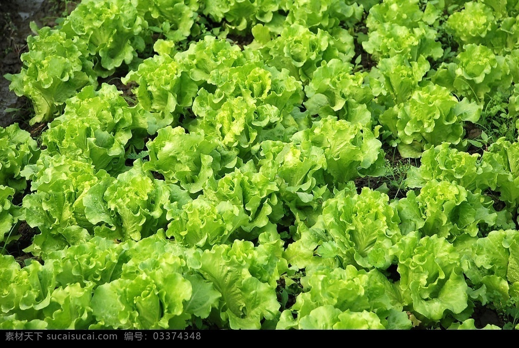 生菜 农作物 绿叶 绿 叶子 纹理 节奏 植物 花草 黄绿 叶脉 蔬菜 菜叶 生物世界 摄影图库