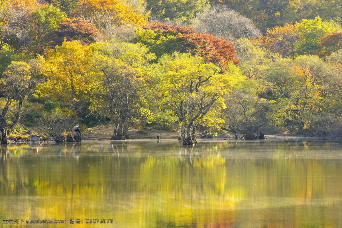 林 之美 自然风景 自然风景图 从林之美