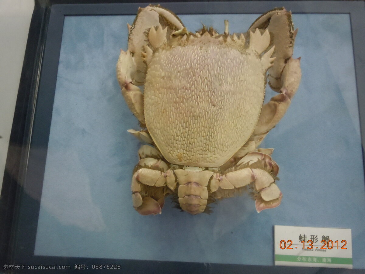 橱窗 动物世界 化石 支架 动物 标本 动物标本 自然博物馆 螃蟹标本 寄居蟹 家居装饰素材 展示设计