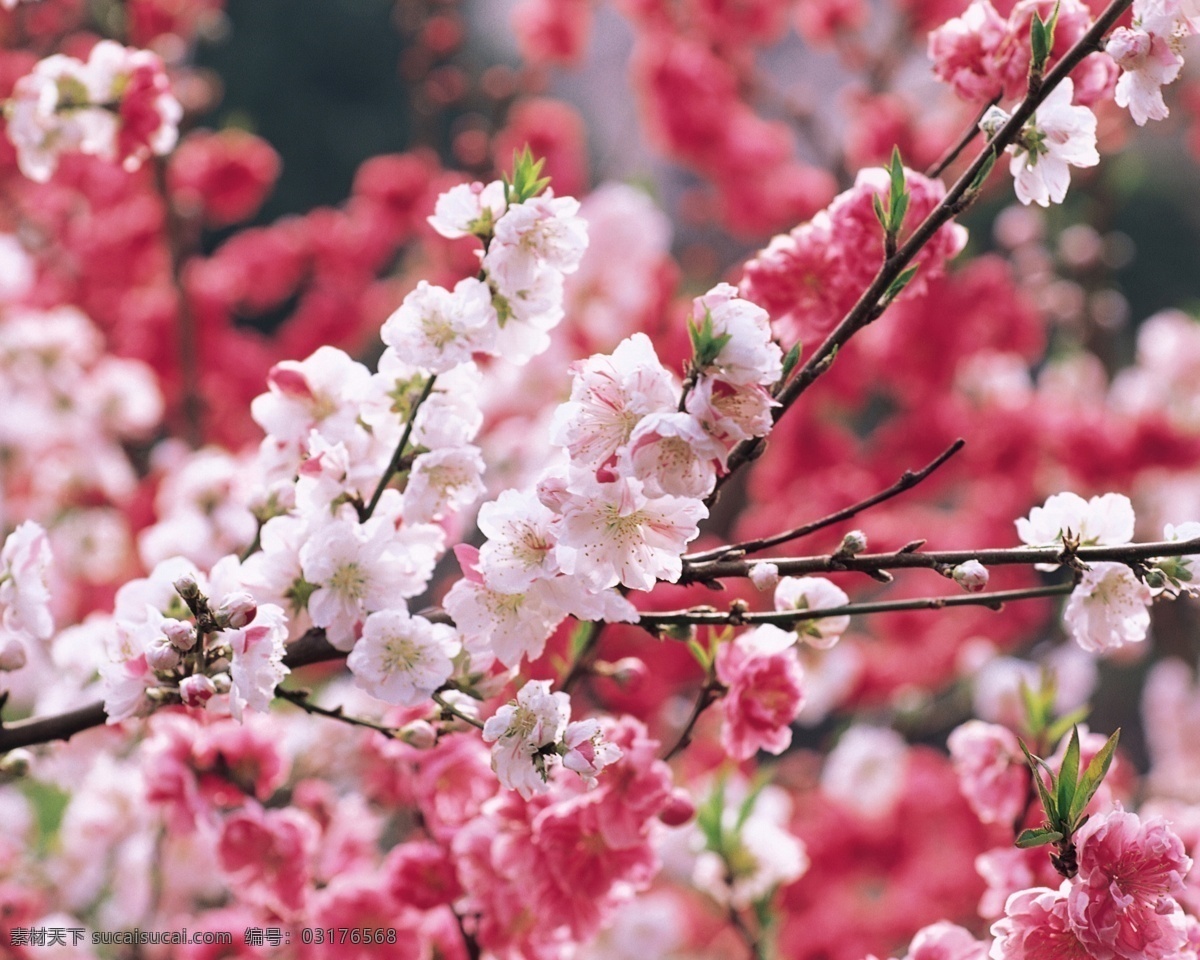 春季 春天 粉色 花草 花朵 花骨朵 花纹 绿叶 桃花 桃 美丽 树枝 阳光 樱花 嫩枝 生物世界 psd源文件