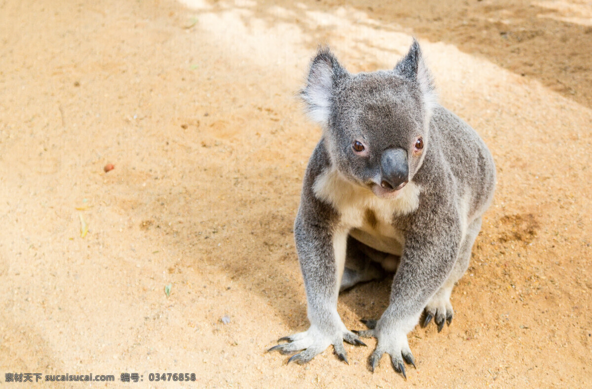 考拉 树袋熊 澳大利亚国宝 koala 澳洲野生动物 生物世界 野生动物