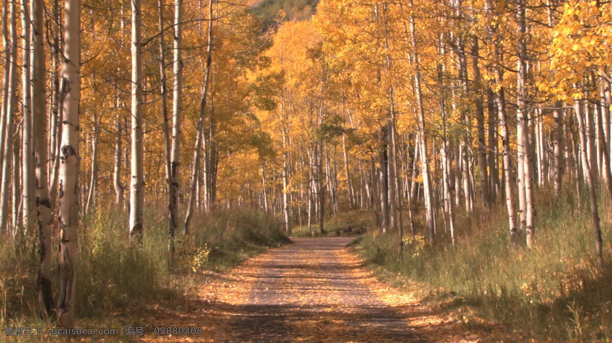 秋天 树林 股票 视频 路径 视频免费下载 树木 通过 白杨 黄色的叶子 其他视频