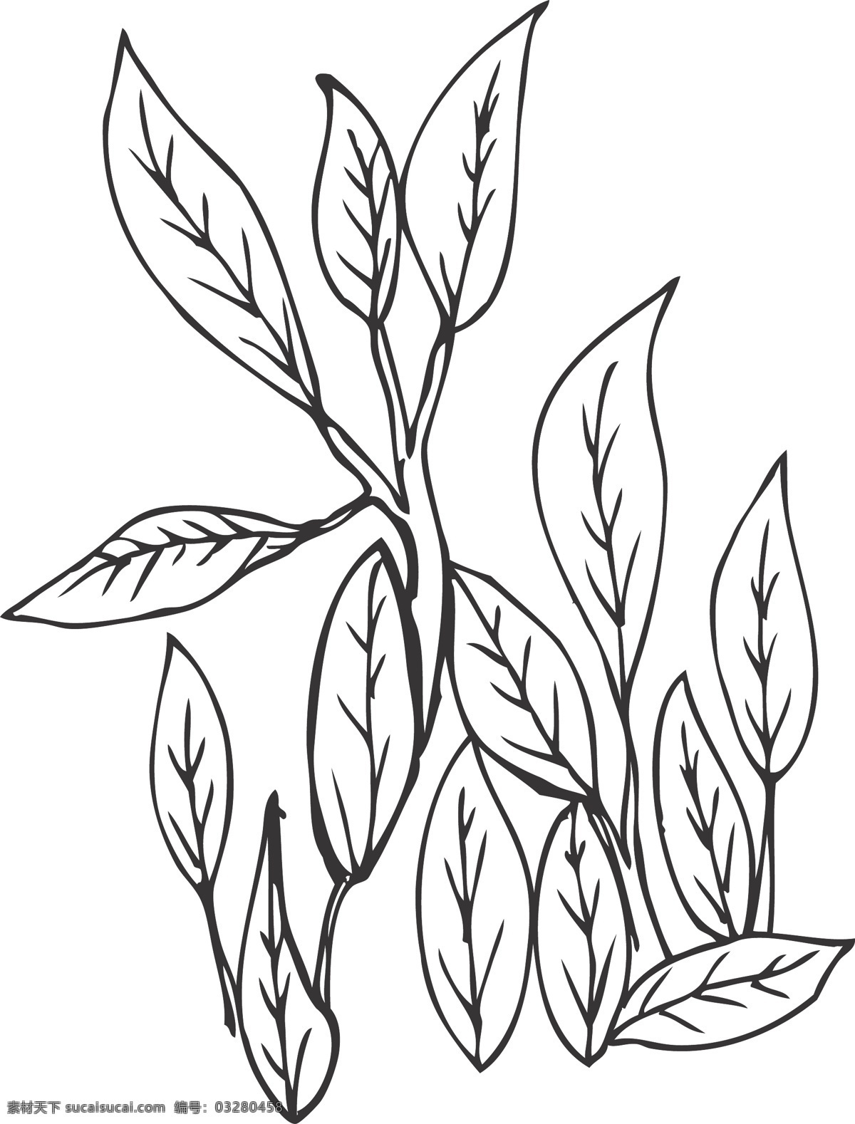 叶子 插画 手绘叶子 手绘茶叶 茶 植物