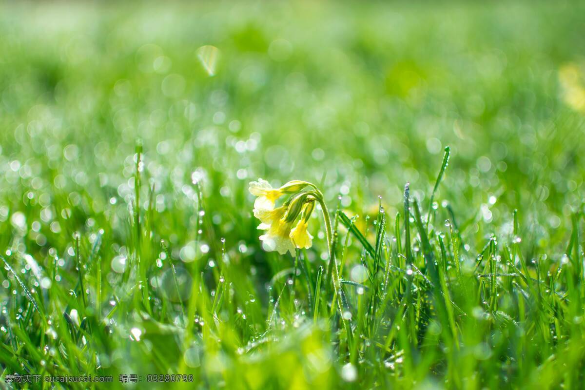 清晨草坪 清晨 草坪 绿地 水珠 小花 生机勃勃 生命 绿色 希望 风景 自然景观 田园风光