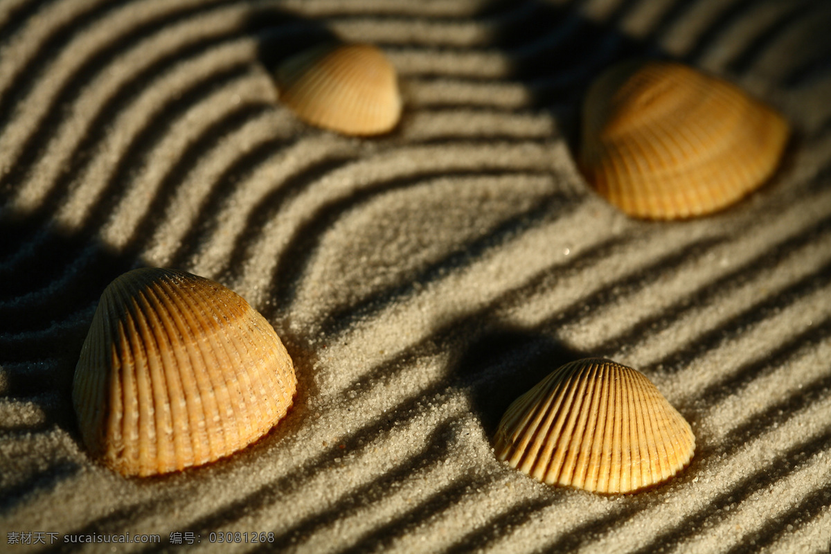 沙子 贝壳 沙滩 沙石 沙粒 沙纹 海洋生物 自然风景 其他风光 风景图片