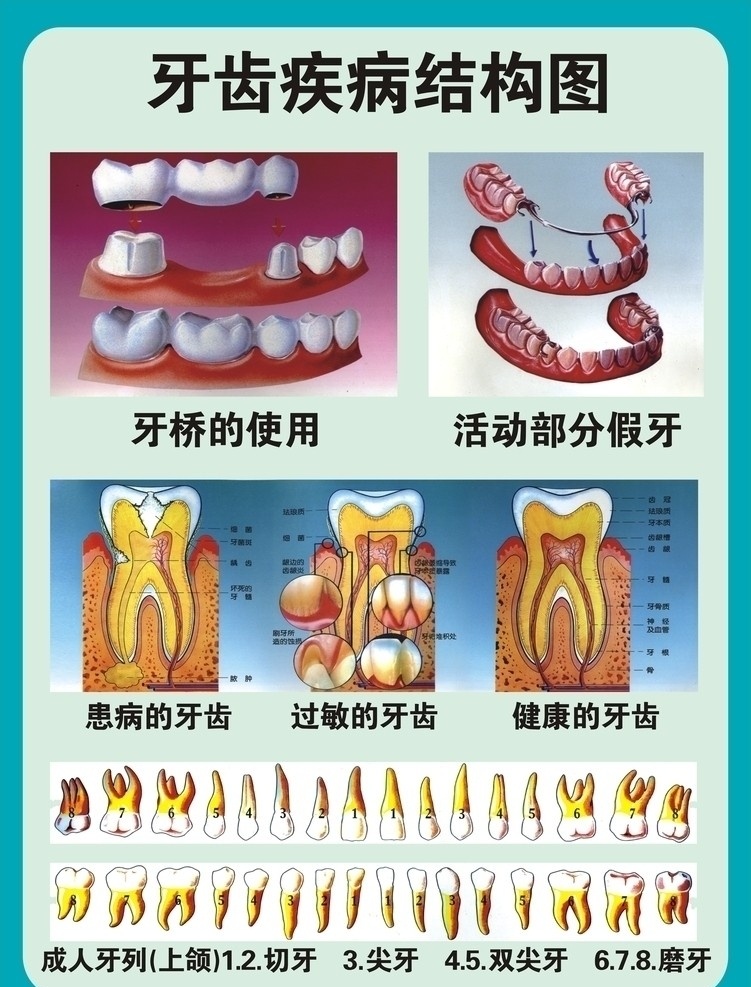 牙齿结构图 牙科 牙齿 口腔 牙科结构图 医疗展板模板 展板模板 矢量